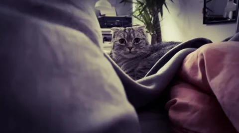 Gray cat on the bed. Cute cat. pet. Stock Footage 255888414