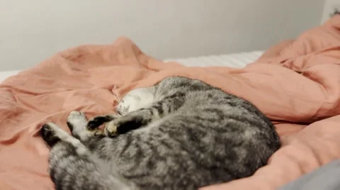 Gray cat on the bed. Cute cat. Stock Footage 255888424