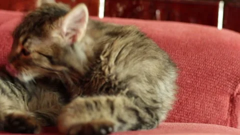 Gray cat on the bed Stock Footage 257955225