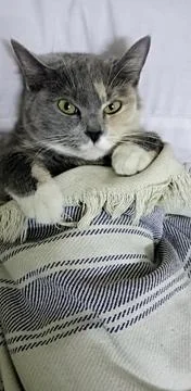 Gray Cat on the bed Stock Photos