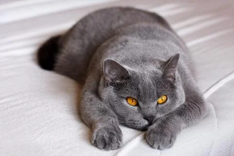 Gray cat on the bed Stock Photos