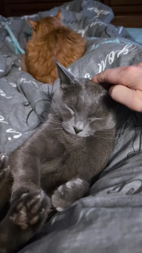 Gray cat being stroked while relaxing with a ginger cat in the background 스톡 동영상 304518311