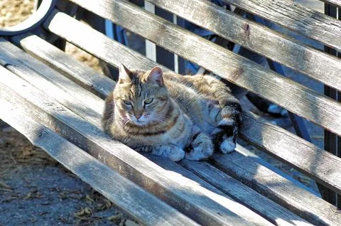 A gray cat on a bench Fotos Stock