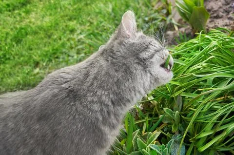 A gray cat bites and eats grass in the park. Stock Photos