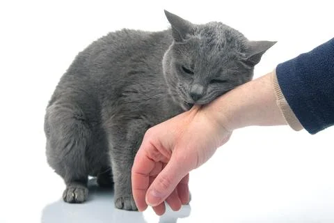 Gray cat bites a man hand on a white background. cat predators Stock Photos