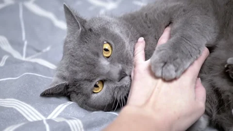 Gray cat bites a woman's hand Stock Footage 306778882