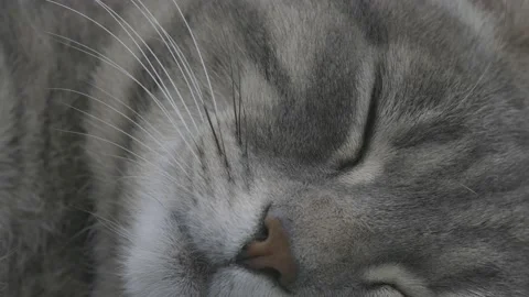Gray cat is blissfully napping Stock Footage 151486964