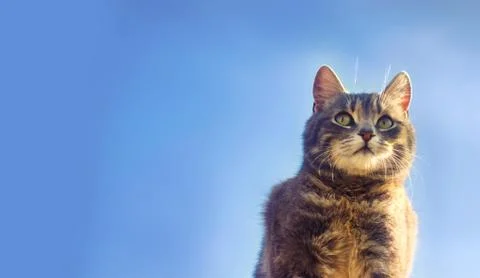 Gray cat on a blue background in sunlight. cat in the sky. a pet. beautiful k Foto stock