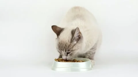 Gray cat with blue eyes eats food on a light background Stock Footage 219571484