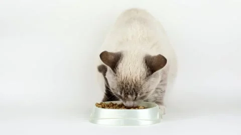 Gray cat with blue eyes eats food on a light background Stock-Footage 220295937