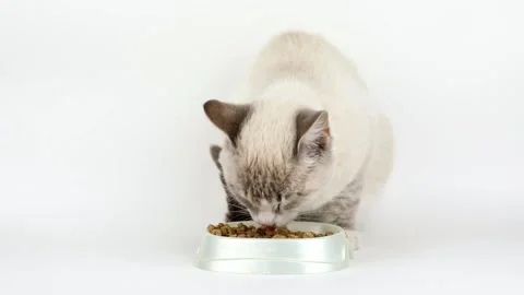 Gray cat with blue eyes eats food from a cup Stock Footage 220357066