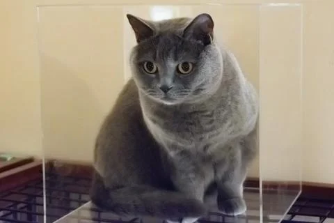 A gray cat in a box Stock Photos