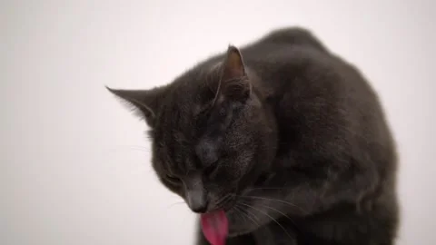 Gray cat of breed Korat washes its paw and licks its lips. Slow motion 動画素材 143030784