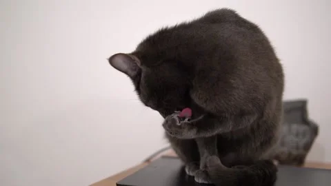 Gray cat of breed Korat washes its paw and claws in slow motion 스톡 동영상 143030788
