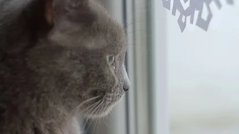 Gray cat of the breed Russian blue looks out the window at the falling snow Stock Footage 85157869