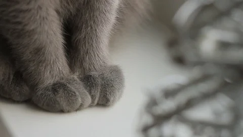 Gray cat of the breed Russian blue looks out the window at the falling snow Stock Footage 85158299