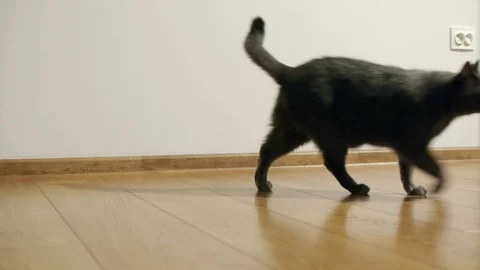 Gray cat, breeds Russian blue slowly walks on a brown floor from laminated Stock Footage 85484443