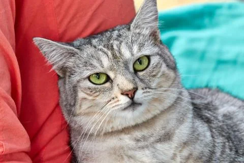 Gray cat with bright green eyes on a green background. Close-up of a cute fac Stock Photos