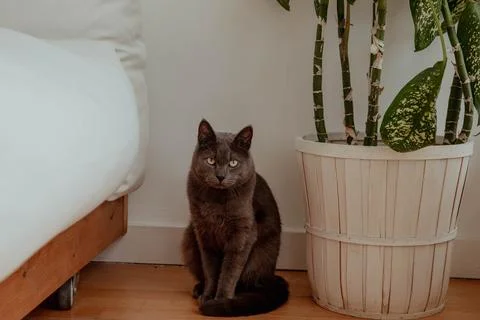 Gray cat in a bright room looking at the camera Stock Photos