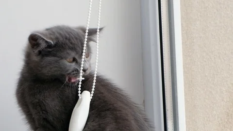 Gray cat british breed Stock Footage 112876601