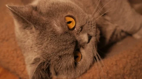 Gray Cat British Breed Stock Footage 194671506