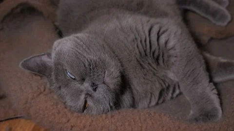 Gray Cat British Breed Stock Footage 194671534