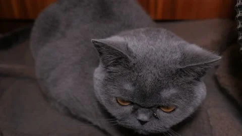 Gray Cat British Breed Stock-Footage 194671692