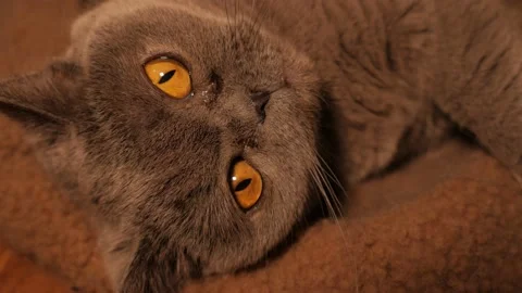 Gray Cat British Breed Stock Footage 194671750