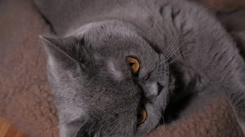Gray Cat British Breed Stock Footage 194671780