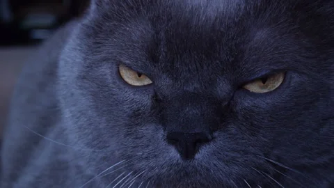 A gray cat of the British breed looks into the camera. Close-up of a cat's face. Stock Footage 195956811