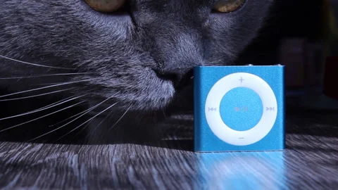Gray cat of British breed sniffs a blue square player iPod Shuffle Video stock 194285977