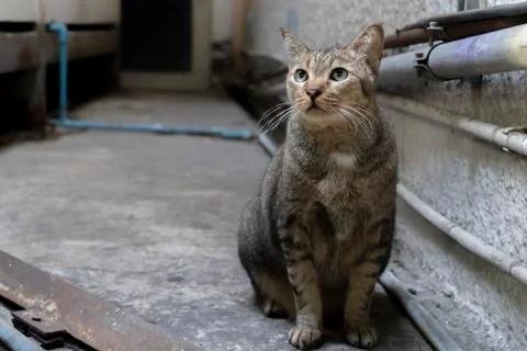 Gray cat in the building in low light. Stock Photos