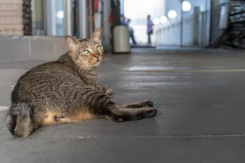 Gray cat in the building in low light. Stock Photos