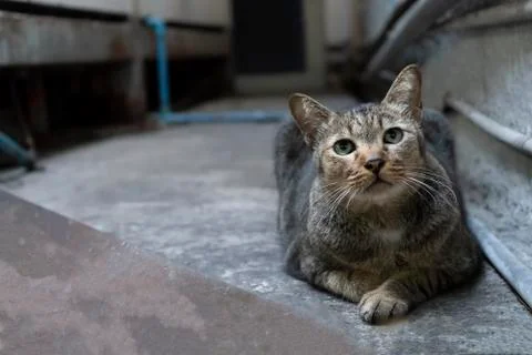 Gray cat in the building in low light. Stock Photos