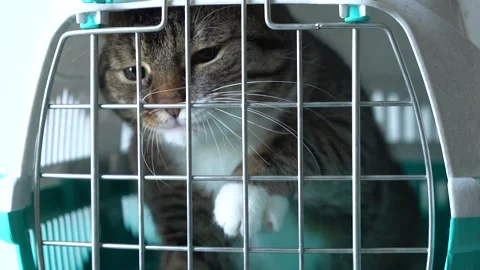 Gray cat in a cage for transportation. Cat paw trying to open the cage Stock Footage 139645758