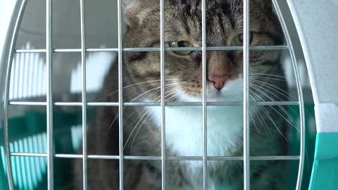 Gray cat in a cage for transportation. Cat paw trying to open the cage Stock Footage 139645776