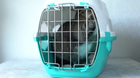 Gray cat in a cage for transportation. Cat paw trying to open the cage 스톡 동영상 139645800
