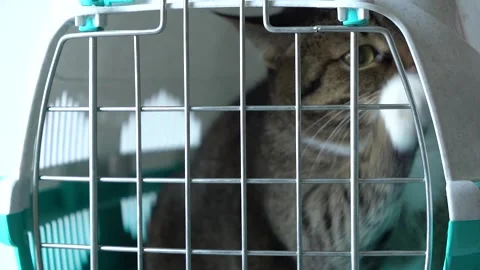 Gray cat in a cage for transportation. Cat paw trying to open the cage Stock Footage 139645808