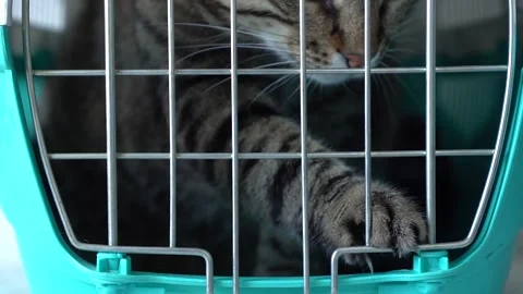 Gray cat in a cage for transportation. Cat paw trying to open the cage Stock Footage 139645888