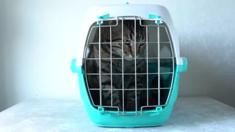 Gray cat in a cage for transportation. Cat paw trying to open the cage Stock Footage 139645891