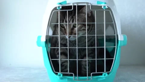 Gray cat in a cage for transportation. Cat paw trying to open the cage Stock Footage 139645909