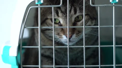 Gray cat in a cage for transportation. Cat paw trying to open the cage Stock Footage 139645919