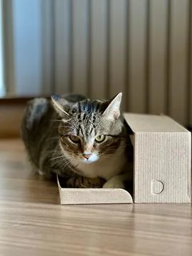 Gray cat in cardboard box Fotos de archivo