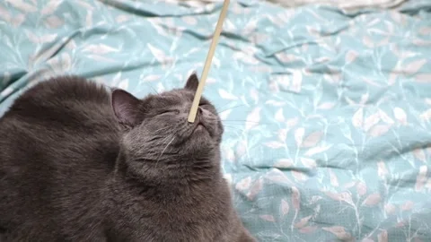 A gray cat, chartreuse or British plays, hunts for stick. Huge eyes. Games with Vídeo Stock 168217605