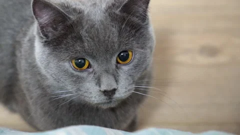 A gray cat, chartreuse or British cat with dilated pupils, looks into the camera Stock Footage 168217640