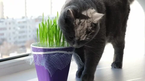 Gray cat, chartreuse or British eats grass on the windowsill. Games with cat. Stock Footage 168491312