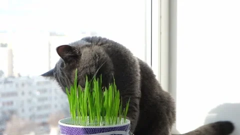 Gray cat, chartreuse or British eats grass on the windowsill. Games with cat. Видео 168491327