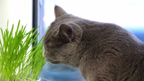 Gray cat, chartreuse or British eats grass on the windowsill. Games with cat. Stock Footage 168648473