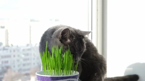 Gray cat, chartreuse or British eats grass on the windowsill. Games with cat. Stock Footage 168770243