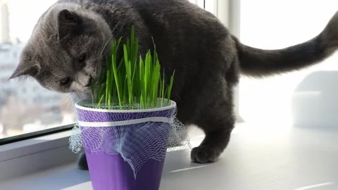 Gray cat, chartreuse or British eats grass on the windowsill. Games with cat. Vídeo Stock 169110802